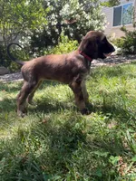 Prince Le Rougé, a male Afghan Hound for sale in Cottonwood, CA – 2 of 5