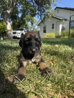 Princess Rose, a female Afghan Hound for sale in Cottonwood, CA – 2 of 5