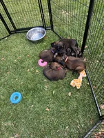 Princess Violet, a male Afghan Hound for sale in Cottonwood, CA – 3 of 3