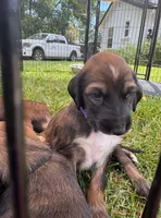 Princess Violet, a male Afghan Hound for sale in Cottonwood, CA – 2 of 3