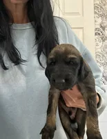 Prince Caspian, a male Afghan Hound for sale in Cottonwood, CA – 2 of 3