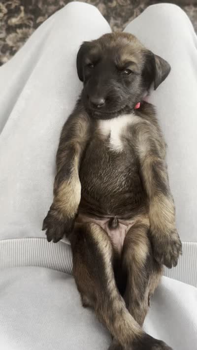 Prince Le Rougé, a male Afghan Hound for sale in Cottonwood, CA – 5 of 5