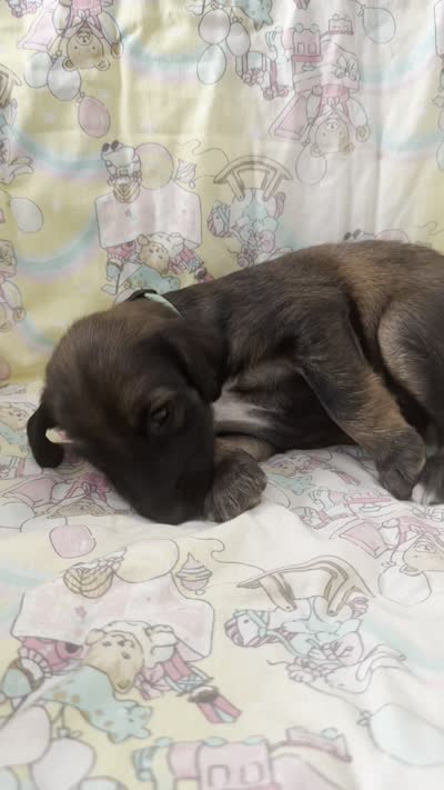 Prince Caspian, a male Afghan Hound for sale in Cottonwood, CA – 3 of 3