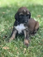 Princess Violet, a male Afghan Hound for sale in Cottonwood, CA – 1 of 3