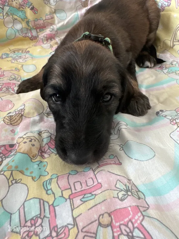 Prince Caspian – Afghan Hound puppy for sale in Cottonwood, CA