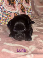 Luna, a female Yorkshire Terrier for sale in Marietta, GA – 7 of 10