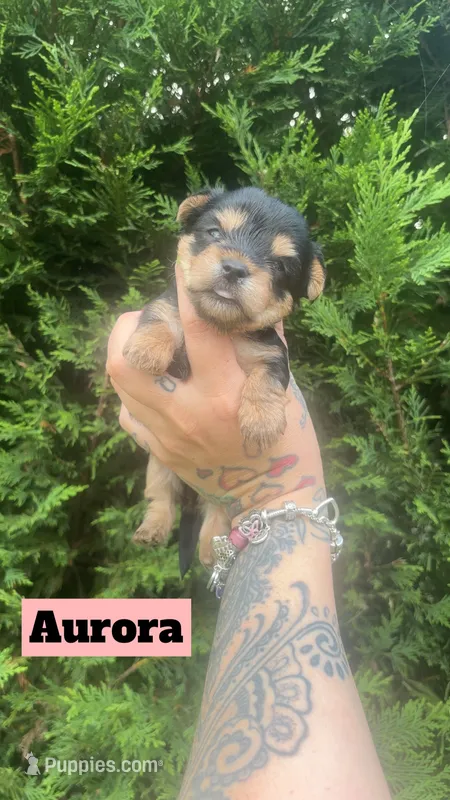 Aurora – Yorkshire Terrier puppy for sale in Marietta, GA