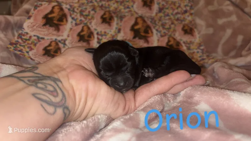 Orion – Yorkshire Terrier puppy for sale in Marietta, GA