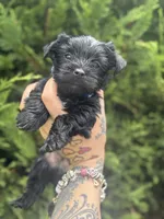 Orion, a male Yorkshire Terrier for sale in Marietta, GA – 2 of 7