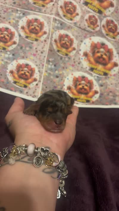 Eloise, a female Yorkshire Terrier for sale in Marietta, GA – 5 of 5