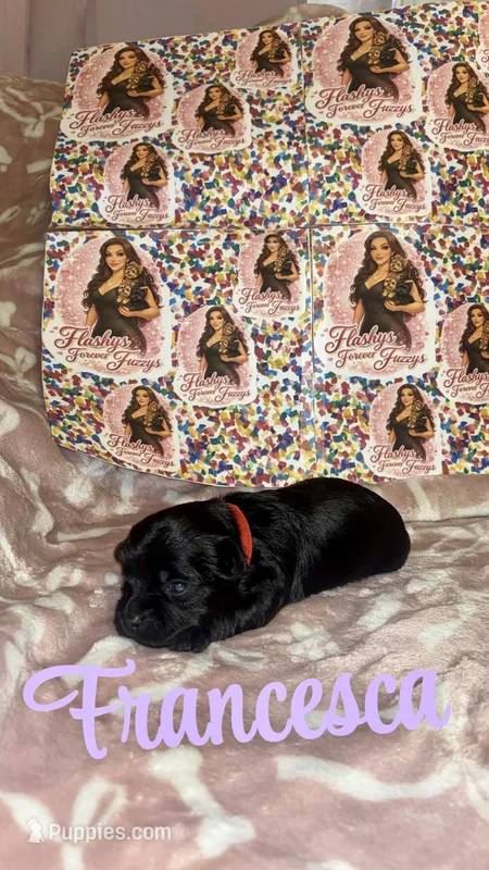 Francesca – Yorkshire Terrier puppy for sale in Marietta, GA