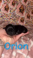 Orion, a male Yorkshire Terrier for sale in Marietta, GA – 2 of 2