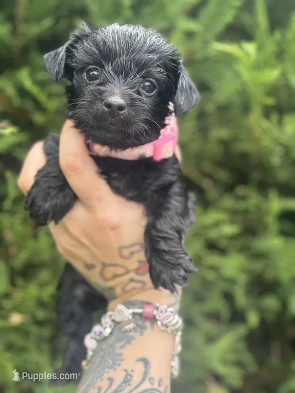 Luna – Yorkshire Terrier puppy for sale in Marietta, GA