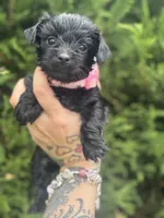 Luna, a female Yorkshire Terrier for sale in Marietta, GA – 1 of 10