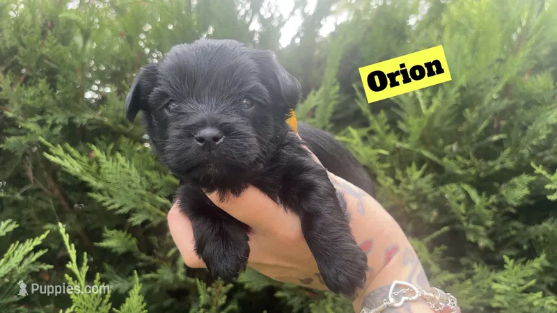 Orion – Yorkshire Terrier puppy for sale in Marietta, GA