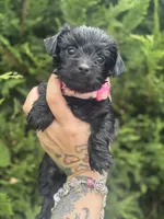 Luna, a female Yorkshire Terrier for sale in Marietta, GA – 2 of 10