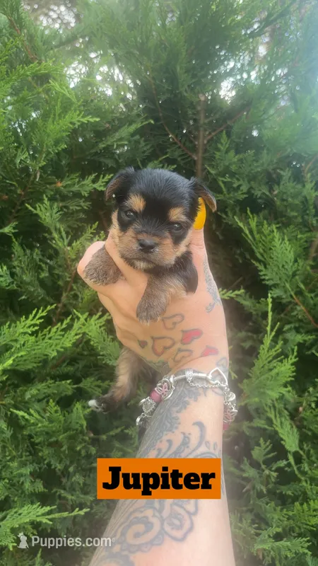 Jupiter – Yorkshire Terrier puppy for sale in Marietta, GA