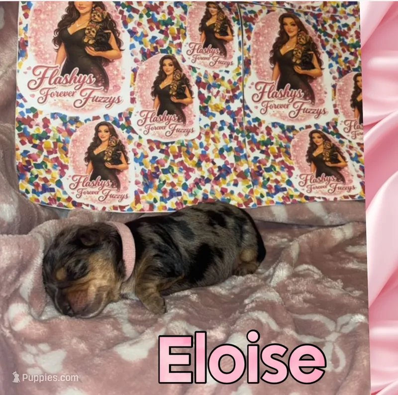 Eloise – Yorkshire Terrier puppy for sale in Marietta, GA