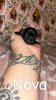 Nova, a female Yorkshire Terrier for sale in Marietta, GA – 2 of 2