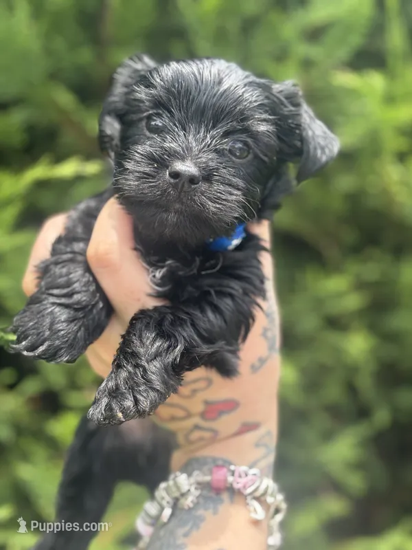 Orion – Yorkshire Terrier puppy for sale in Marietta, GA