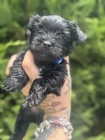 Orion, a male Yorkshire Terrier for sale in Marietta, GA – 1 of 7