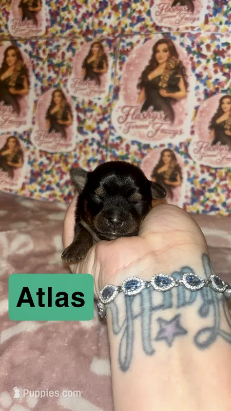 Atlas – Yorkshire Terrier puppy for sale in Marietta, GA