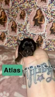 Atlas, a male Yorkshire Terrier for sale in Marietta, GA – 5 of 10