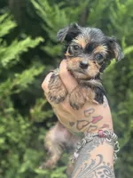 Jupiter, a male Yorkshire Terrier for sale in Marietta, GA – 2 of 10