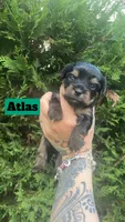 Atlas, a male Yorkshire Terrier for sale in Marietta, GA – 4 of 10