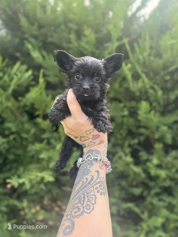 Nova – Yorkshire Terrier puppy for sale in Marietta, GA