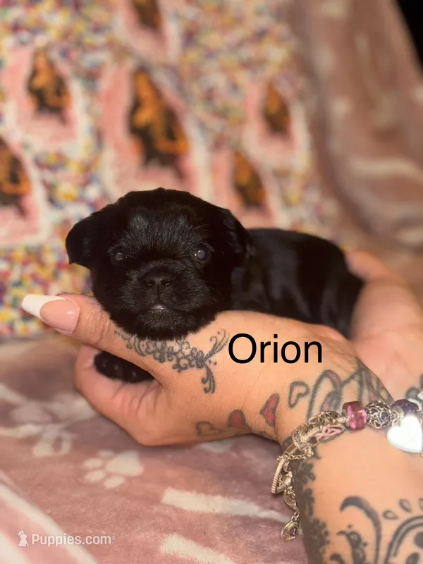 Orion – Yorkshire Terrier puppy for sale in Marietta, GA