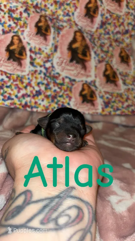 Atlas – Yorkshire Terrier puppy for sale in Marietta, GA