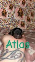 Atlas, a male Yorkshire Terrier for sale in Marietta, GA – 1 of 2