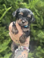 Atlas, a male Yorkshire Terrier for sale in Marietta, GA – 2 of 10