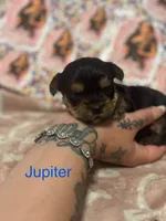Jupiter, a male Yorkshire Terrier for sale in Marietta, GA – 6 of 10