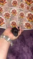 Francesca, a female Yorkshire Terrier for sale in Marietta, GA – 3 of 4