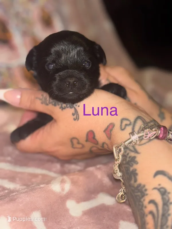 Luna – Yorkshire Terrier puppy for sale in Marietta, GA