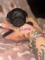 Luna, a female Yorkshire Terrier for sale in Marietta, GA – 9 of 10