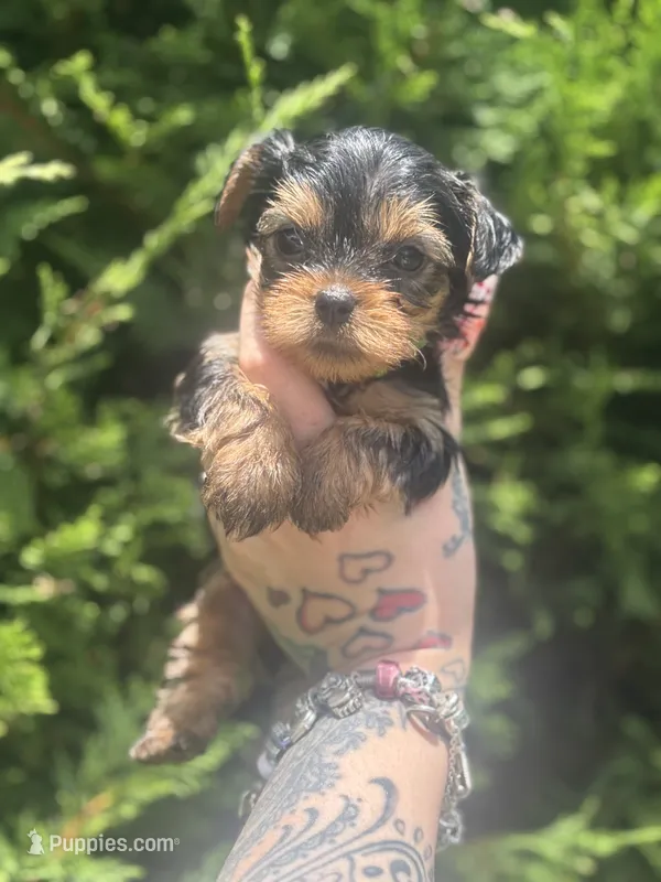 Apollo – Yorkshire Terrier puppy for sale in Marietta, GA