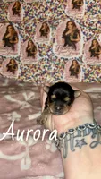 Aurora, a female Yorkshire Terrier for sale in Marietta, GA – 5 of 9