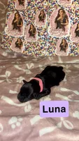Luna, a female Yorkshire Terrier for sale in Marietta, GA – 5 of 10