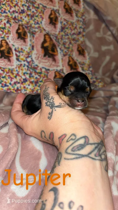 Jupiter – Yorkshire Terrier puppy for sale in Marietta, GA