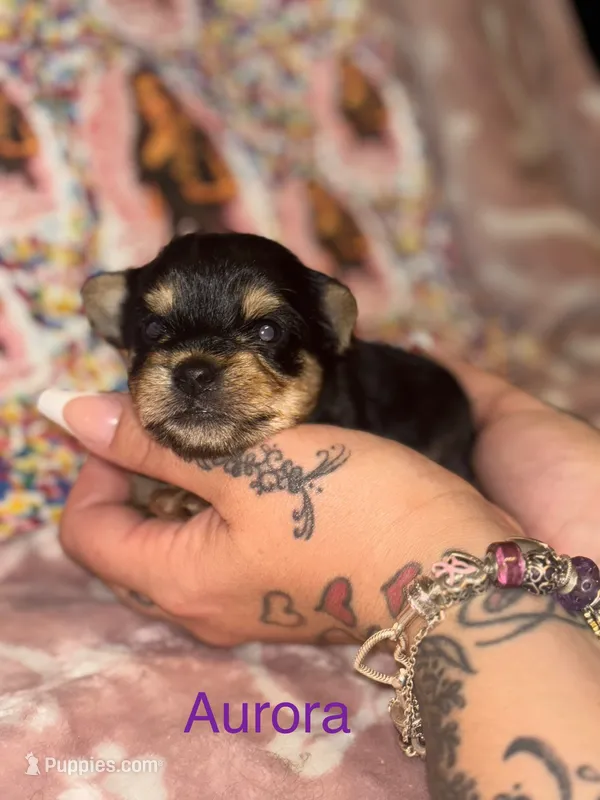 Aurora – Yorkshire Terrier puppy for sale in Marietta, GA