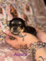 Aurora, a female Yorkshire Terrier for sale in Marietta, GA – 4 of 9