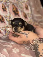 Aurora, a female Yorkshire Terrier for sale in Marietta, GA – 6 of 9