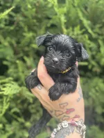 Nova, a female Yorkshire Terrier for sale in Marietta, GA – 1 of 9