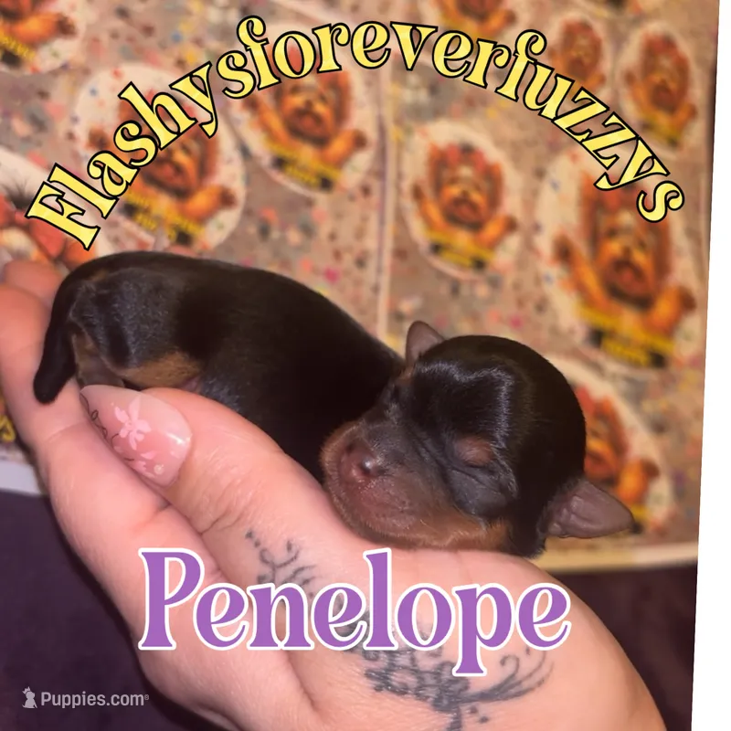 Penelope – Yorkshire Terrier puppy for sale in Marietta, GA