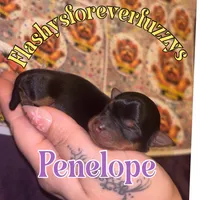 Penelope, a female Yorkshire Terrier for sale in Marietta, GA – 1 of 6