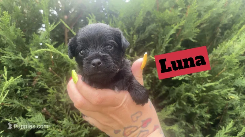 Luna – Yorkshire Terrier puppy for sale in Marietta, GA
