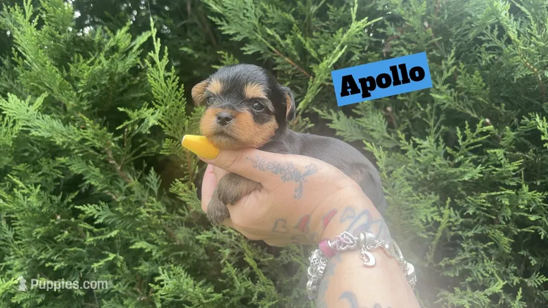 Apollo – Yorkshire Terrier puppy for sale in Marietta, GA